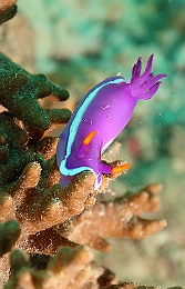 Sipadan_2015_Nudibranche_Hypselodoris cf bullockii-1_IMG_2651_rc